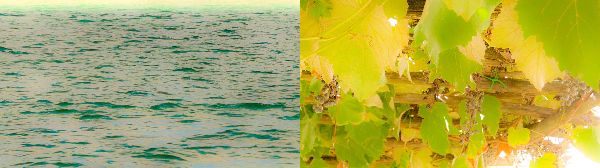 water---food